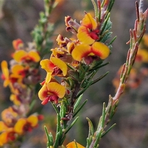 Dillwynia sericea at Yarra, NSW - 8 Nov 2024 07:08 AM