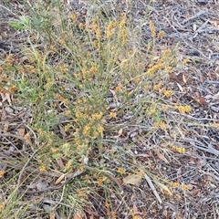 Dillwynia sericea at Yarra, NSW - 8 Nov 2024 07:08 AM