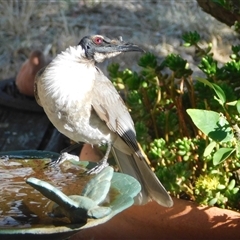 Philemon corniculatus (Noisy Friarbird) at Symonston, ACT - 8 Nov 2024 by CallumBraeRuralProperty