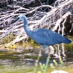 Egretta novaehollandiae (White-faced Heron) at Robe, SA - 30 Oct 2024 by MB