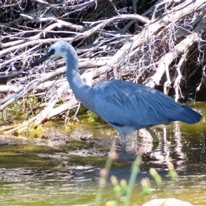 Egretta novaehollandiae at Robe, SA - 30 Oct 2024