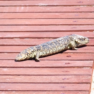Tiliqua rugosa aspera at suppressed - suppressed