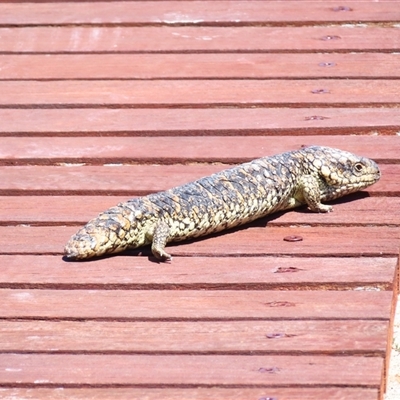 Tiliqua rugosa aspera (Eastern Shingleback) at Coorong, SA - 30 Oct 2024 by MB