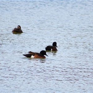 Anas castanea (Chestnut Teal) at Robe, SA by MB