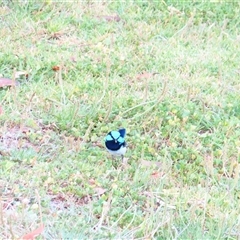 Malurus cyaneus (Superb Fairywren) at Robe, SA - 30 Oct 2024 by MB