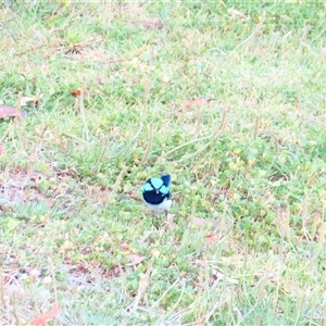 Malurus cyaneus (Superb Fairywren) at Robe, SA by MB