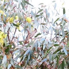 Anthochaera chrysoptera (Little Wattlebird) at Robe, SA - 30 Oct 2024 by MB