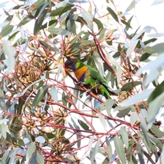 Trichoglossus moluccanus (Rainbow Lorikeet) at Robe, SA - 30 Oct 2024 by MB