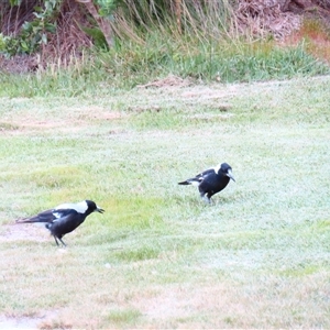 Gymnorhina tibicen (Australian Magpie) at Robe, SA by MB