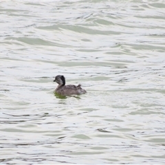 Poliocephalus poliocephalus (Hoary-headed Grebe) at Robe, SA - 31 Oct 2024 by MB