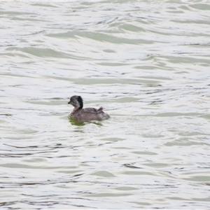 Poliocephalus poliocephalus (Hoary-headed Grebe) at Robe, SA by MB