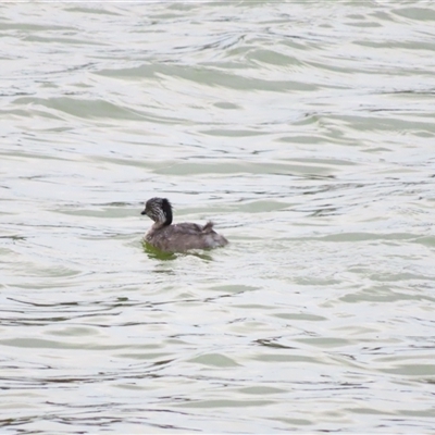 Poliocephalus poliocephalus (Hoary-headed Grebe) at Robe, SA - 30 Oct 2024 by MB