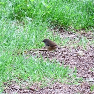 Sericornis frontalis (White-browed Scrubwren) at Robe, SA by MB