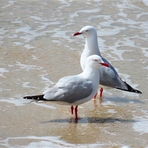 Chroicocephalus novaehollandiae (Silver Gull) at Beachport, SA by MB