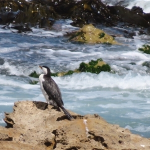 Microcarbo melanoleucos at Beachport, SA - 31 Oct 2024