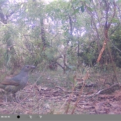 Ptilonorhynchus violaceus (Satin Bowerbird) at Oakdale, NSW - 8 Nov 2024 by bufferzone