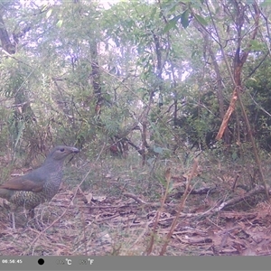 Ptilonorhynchus violaceus at Oakdale, NSW - suppressed