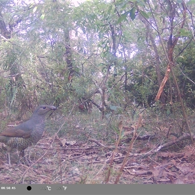 Ptilonorhynchus violaceus (Satin Bowerbird) at Oakdale, NSW - 8 Nov 2024 by bufferzone