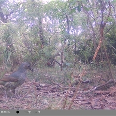 Ptilonorhynchus violaceus at Oakdale, NSW - suppressed