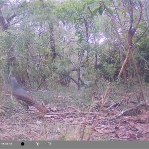 Ptilonorhynchus violaceus at Oakdale, NSW - suppressed