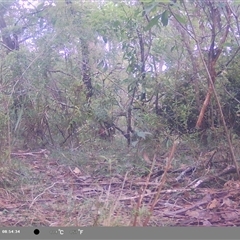 Unidentified Bird at Oakdale, NSW - 7 Nov 2024 by bufferzone