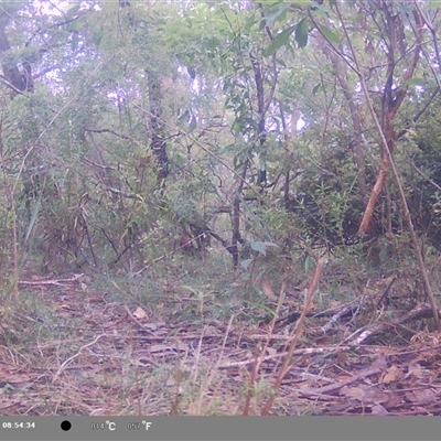 Ptilonorhynchus violaceus (Satin Bowerbird) at Oakdale, NSW - 8 Nov 2024 by bufferzone