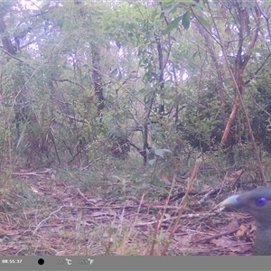 Ptilonorhynchus violaceus at Oakdale, NSW - suppressed