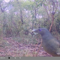 Ptilonorhynchus violaceus at Oakdale, NSW - 8 Nov 2024