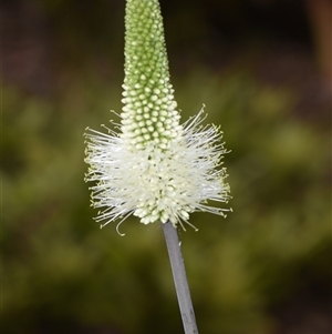 Xanthorrhoea macronema at Sheldon, QLD by PJH123