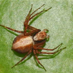 Unidentified Spider (Araneae) at Sheldon, QLD by PJH123