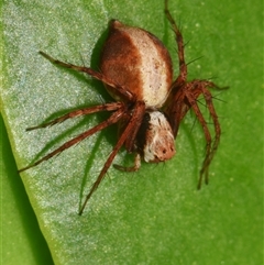 Oxyopes (genus) at Sheldon, QLD - suppressed