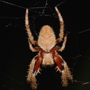 Hortophora transmarina (Garden Orb Weaver) at Sheldon, QLD by PJH123