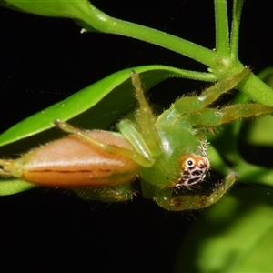 Mopsus mormon at Sheldon, QLD - 22 Oct 2024