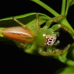 Mopsus mormon at Sheldon, QLD - suppressed