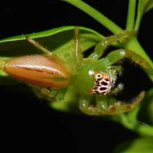Mopsus mormon at Sheldon, QLD - suppressed