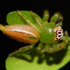 Mopsus mormon at Sheldon, QLD - suppressed