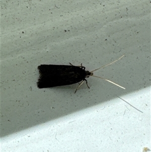 Lecithocera (genus) at Aranda, ACT - 8 Nov 2024