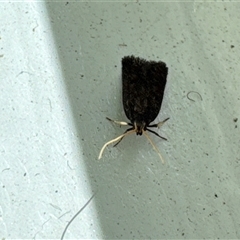 Lecithocera (genus) at Aranda, ACT - 8 Nov 2024