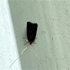 Lecithocera (genus) at Aranda, ACT - 8 Nov 2024