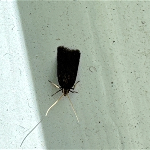 Lecithocera (genus) at Aranda, ACT - 8 Nov 2024