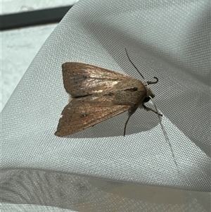 Mythimna (Pseudaletia) convecta at Aranda, ACT - 8 Nov 2024 10:01 AM