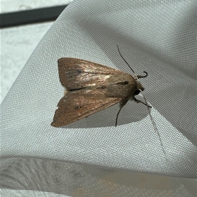 Mythimna (Pseudaletia) convecta (Common Armyworm) at Aranda, ACT - 7 Nov 2024 by Jubeyjubes