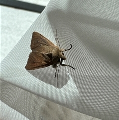 Mythimna (Pseudaletia) convecta at Aranda, ACT - 8 Nov 2024