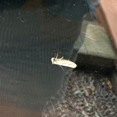 Gelechioidea (superfamily) (Unidentified Gelechioid moth) at Aranda, ACT - 7 Nov 2024 by Jubeyjubes