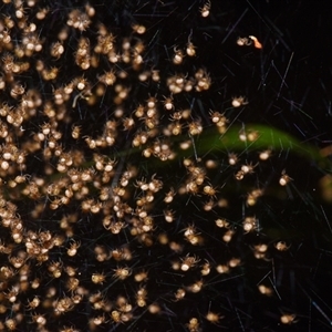 Unidentified Spider (Araneae) at Sheldon, QLD by PJH123