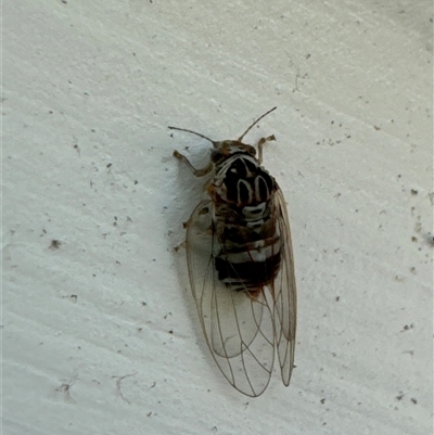 Psyllidae sp. (family) (Unidentified psyllid or lerp insect) at Aranda, ACT - 8 Nov 2024 by Jubeyjubes