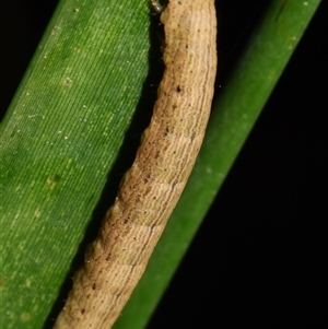 Lepidoptera unclassified IMMATURE at Sheldon, QLD - suppressed