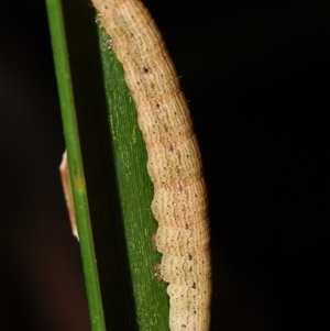 Lepidoptera unclassified IMMATURE at Sheldon, QLD - suppressed