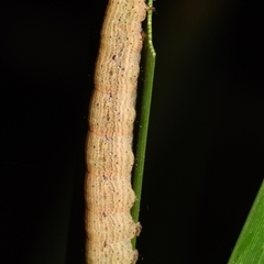 Lepidoptera unclassified IMMATURE at Sheldon, QLD - suppressed