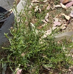 Lepidium africanum (Common Peppercress) at Karabar, NSW - 7 Nov 2024 by SteveBorkowskis